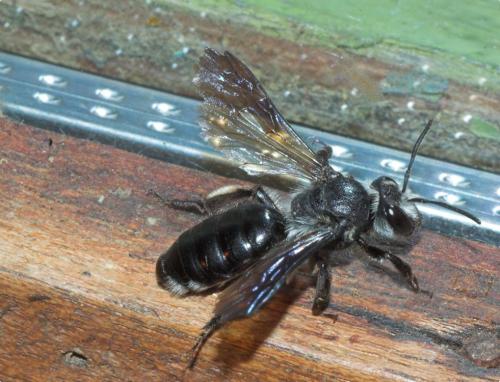 Andrena agilissima